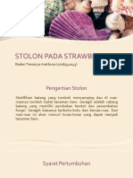 Stolon Pada Strawberry