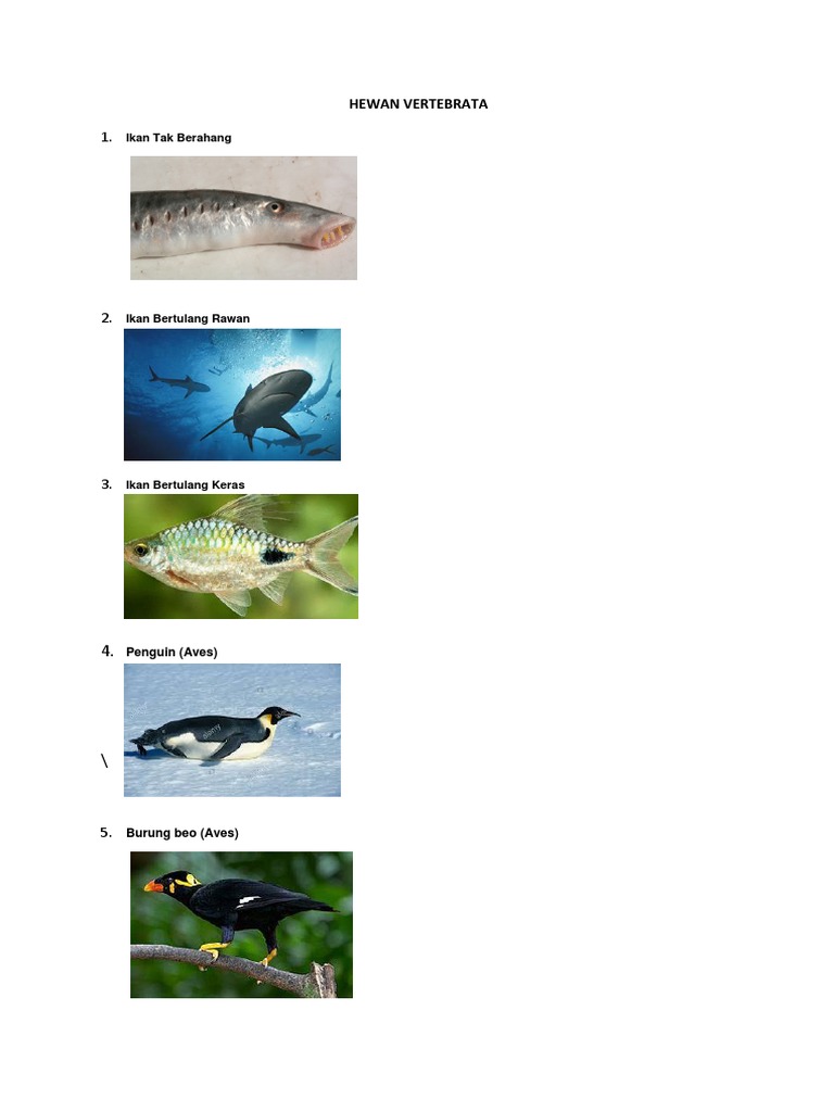 10 Hewan Vertebrata Docx