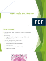 Histología Del Uréter
