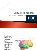 Lobulo Temporal 
