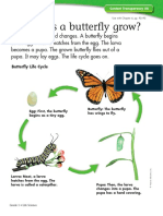 How Does A Butterfly Grow?