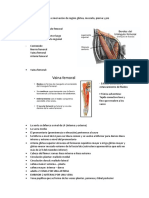 Irrigación e Inervación de Región Glútea