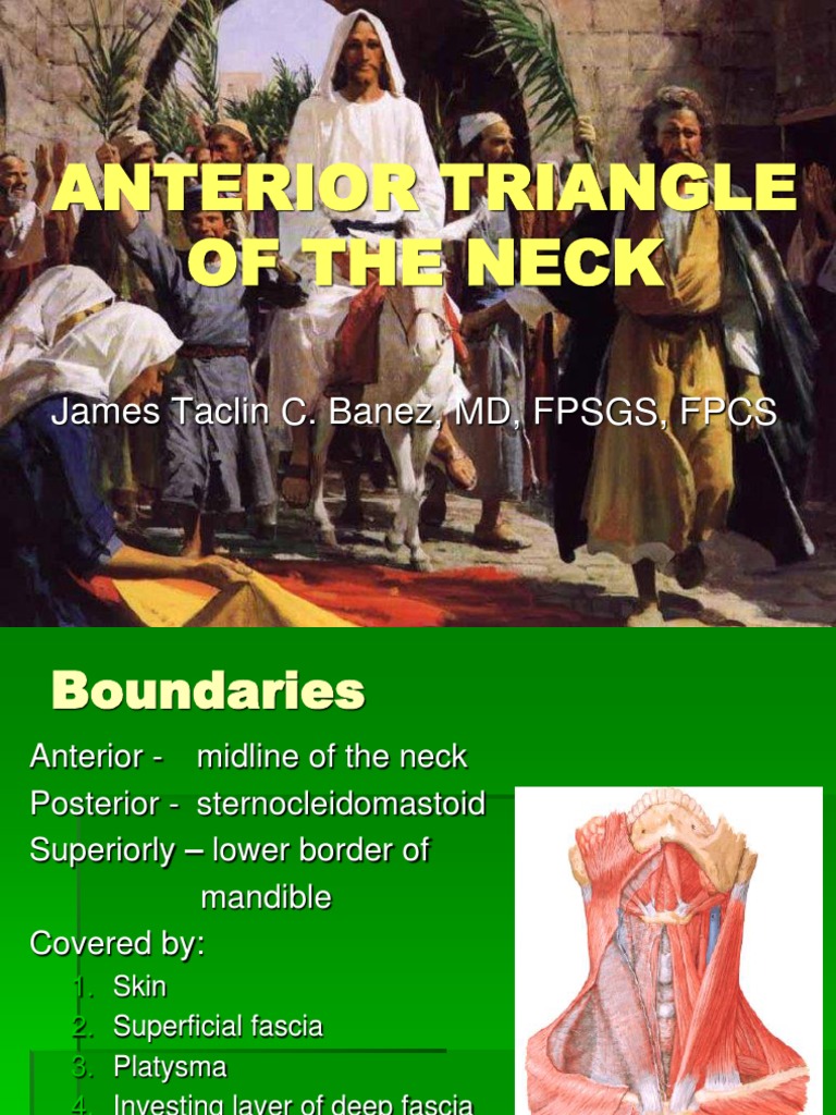 Anterior Triangle of The Neck PDF Common Carotid Artery Larynx