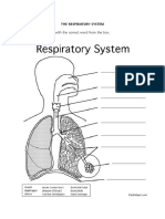 Respiratory System 2