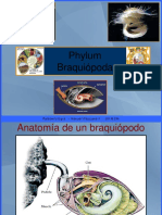 Phylum Braquiopoda 