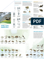 Amfibis, Rèptils I Mamífers de Riu