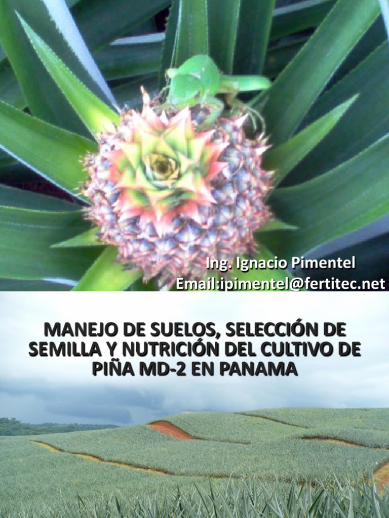 Manejo y Nutrición de Piña MD-2 en Panamá | PDF | Potasio | Dieta y ...