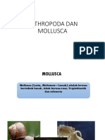 Arthropoda Dan Mollusca