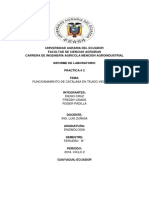 informe  enzimologia.docx