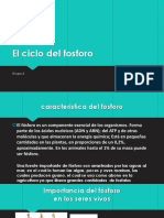 El Ciclo Del Fosforo - 1