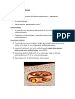 aciones Entre Las Vias Vestibuloocular y Vestibuloespinal Tras La Estimulacion Vestibular 0