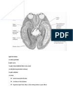 Visual Pathways: Light Hits Retina Action Potential