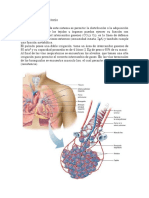 Sistema Respiratorio