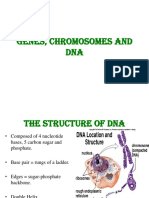Genes Chromosomes and DNA PDF