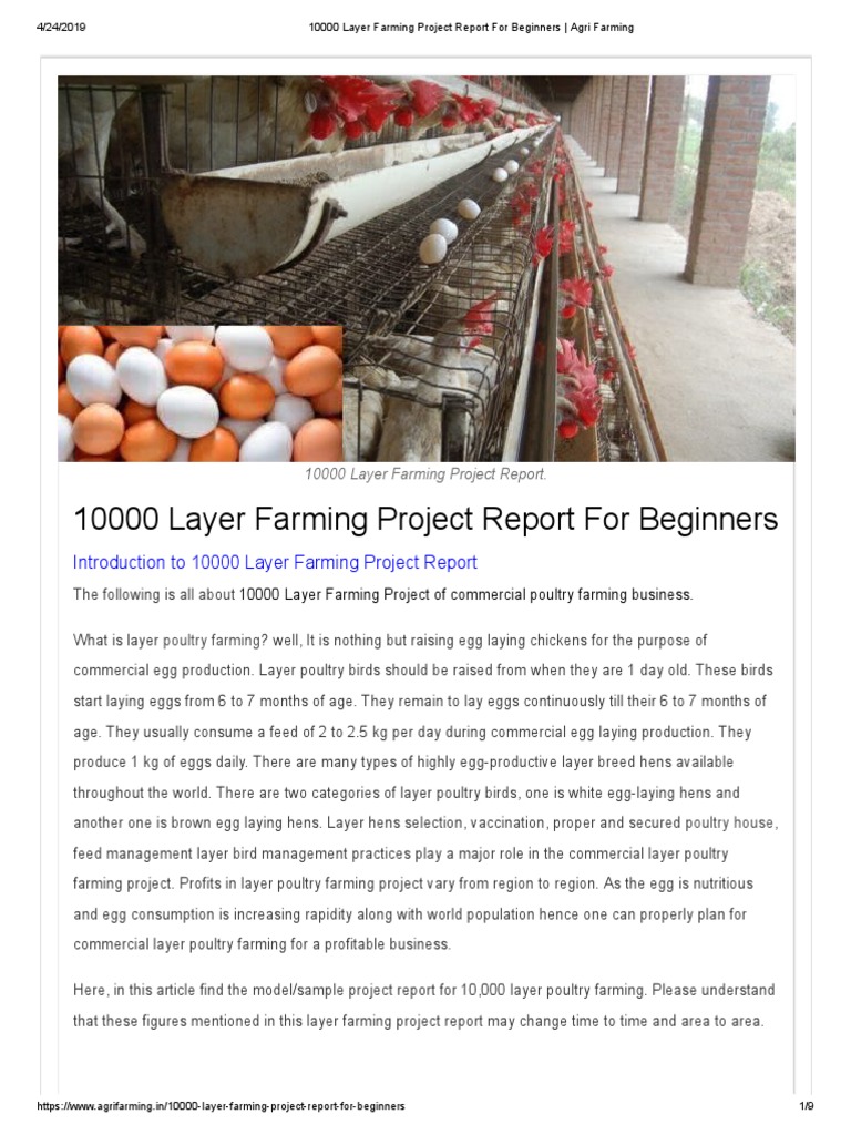 Download 10000 Layer Farming Project Report for Beginners | Poultry ...