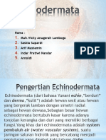 Echinoderm at A