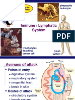 Immune / Lymphatic System: Phagocytic Leukocyte