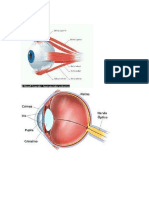 Ojo Humano.docx