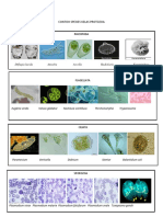Contoh Kelas Protozoa