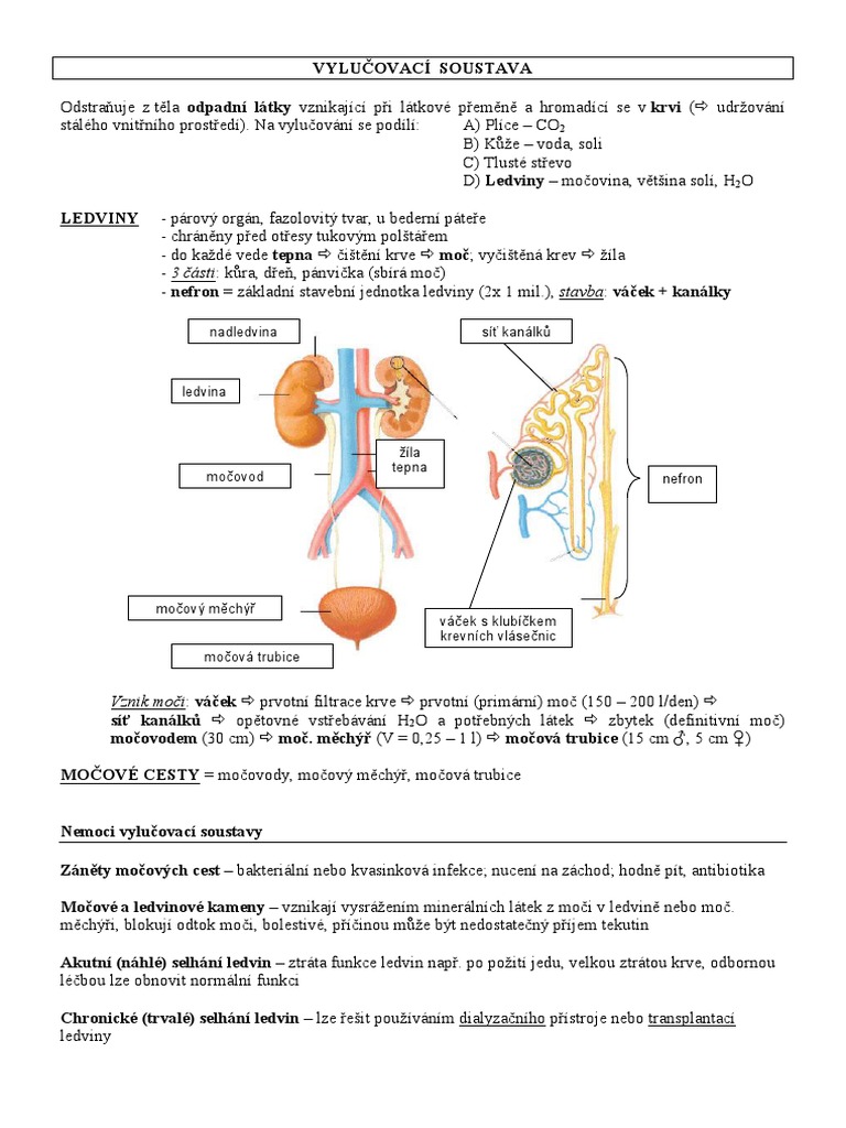 Vylučovací Soustava | PDF