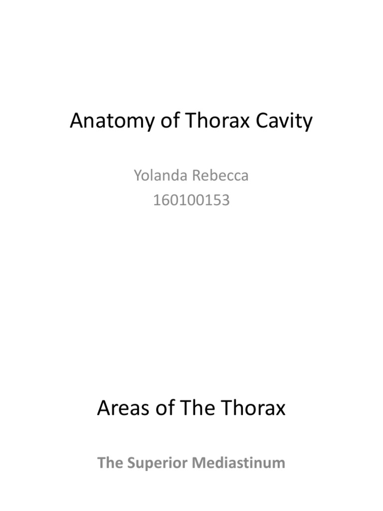 Anatomy of the Thorax Cavity | PDF