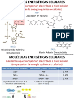 Diapositivas Metabolismo Celular y Organísimico