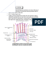 Anatomy Anal Canal