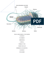 Celula Procariota y Sus Partes