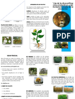 Triptico Reino Plantae 1 PDF