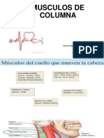 Miologia Columna 2019