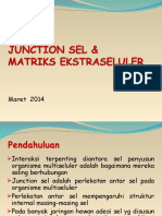 11_junction Sel & Matriks Ekstraseluler