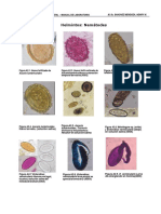 Parasitologia Helmitos PDF