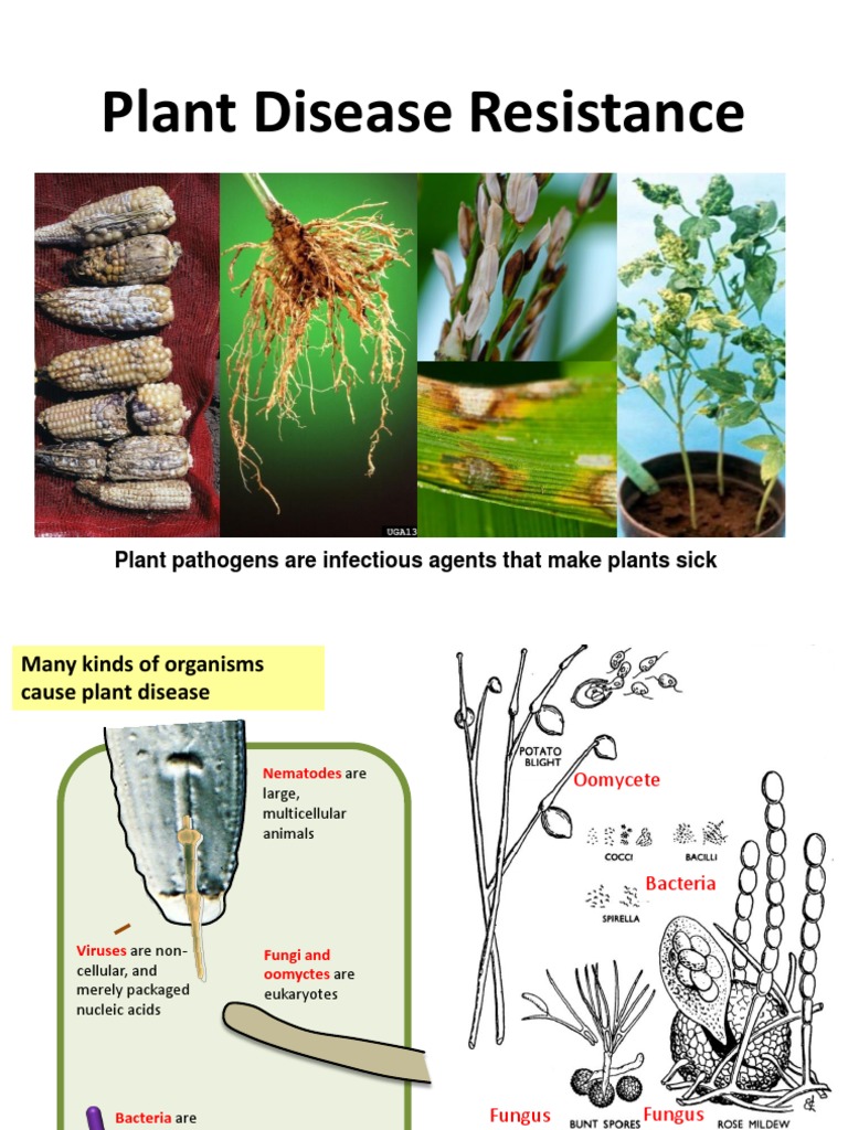 Plant Disease Resistance | PDF | Plant Pathology | Life Sciences