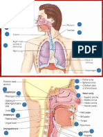 REspiratory System