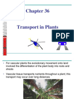 Transport in PLANTS