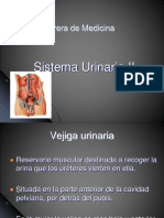 Sistema Urinario II
