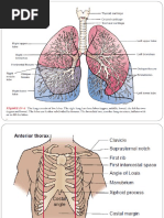 Respiratory Assessment Checklist | PDF | Lung | Thorax
