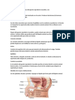 Los Órganos Genitales Internos Del Aparato Reproductor Masculino