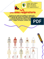 Sistema Respiratorio, 5to (1)