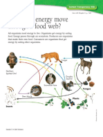 How Does Energy Move Through A Food Web?: Black Tail Deer