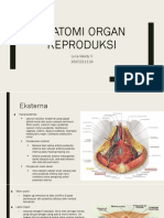 Anatomi Organ Reproduksi