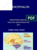 Telencephalon, Cerebellum, Pons