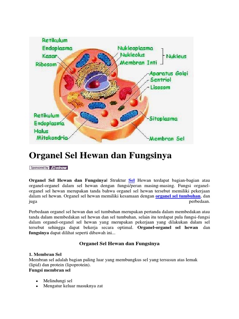 Organel yang berfungsi secara aktif pada pembelahan sel dan hanya ada pada sel hewan saja yaitu