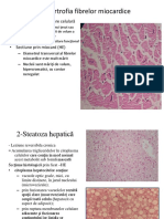 morfopat-micro.pdf