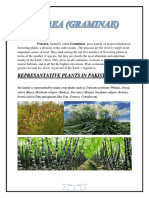 Importance of Poaceae Family in Pakistan