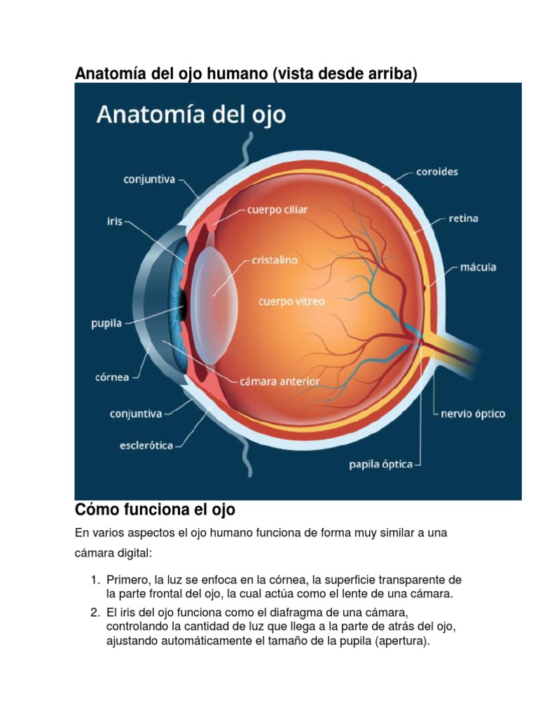 Anatomía Del Ojo Humano | PDF