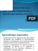 Ppt Sistema Nervioso