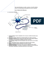 La Neurona: Célula Especializada en Recibir, Conducir y Transmitir Señales Electroquímicas