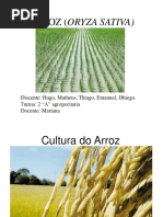 Cultura do arroz
