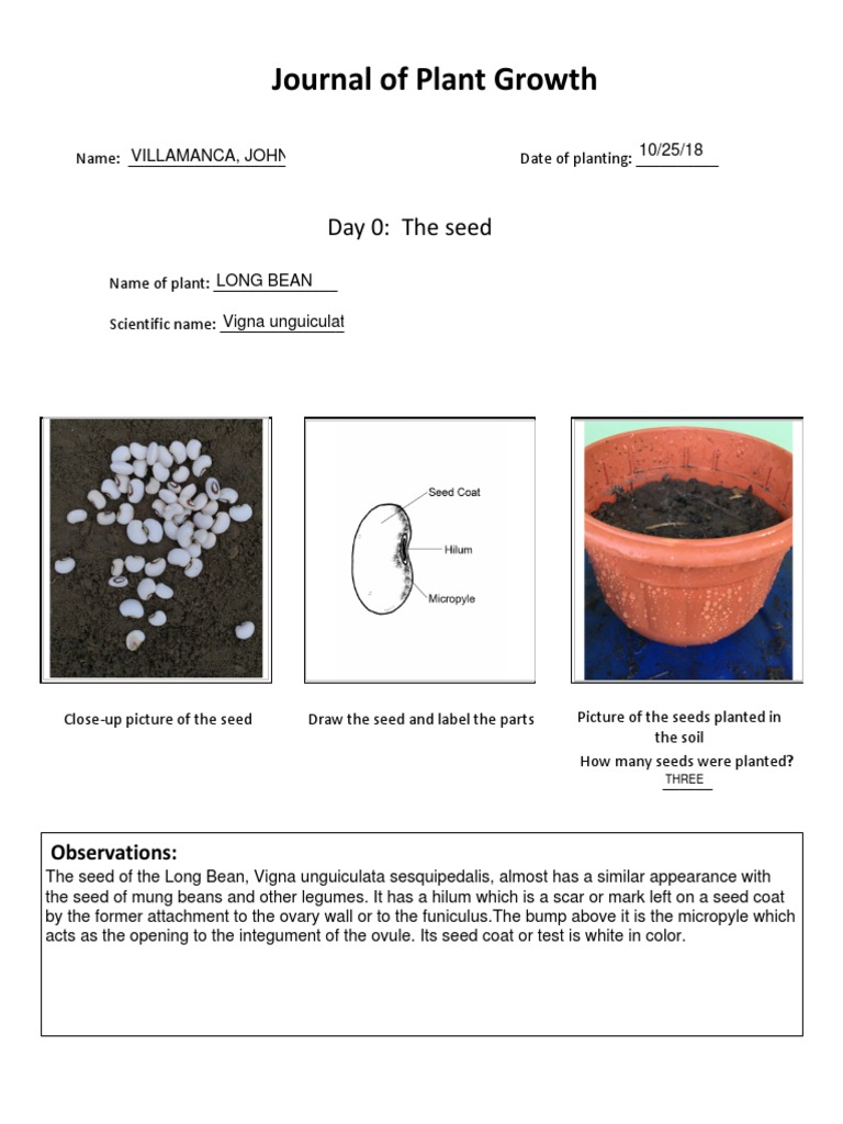 Long Bean Growth Observation Journal | PDF | Seedling | Seed